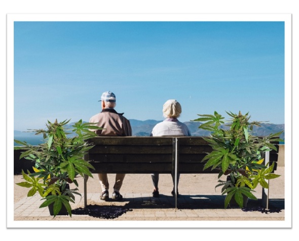 Seniors and pot snapshot med